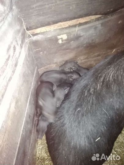 Вьетнамский вислобрюхий поросенок