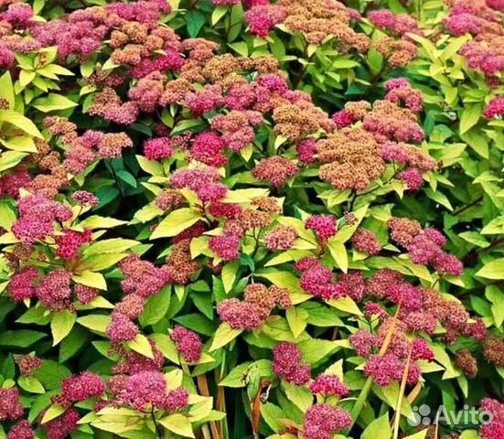 Спирея Голдфлейм