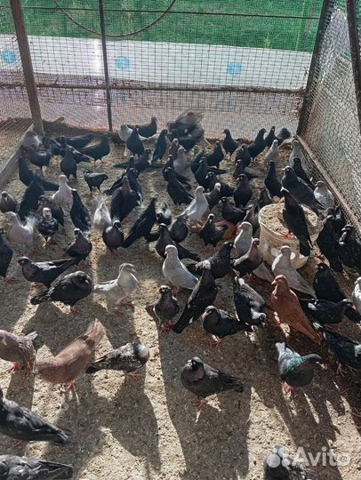 Бакинские бойные голуби