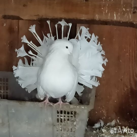 Продам голубей белые павлины