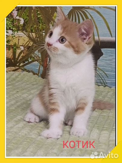 Шотландские прямоухие котята