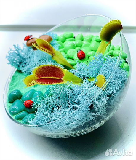 Композиция с венериной мухоловкой