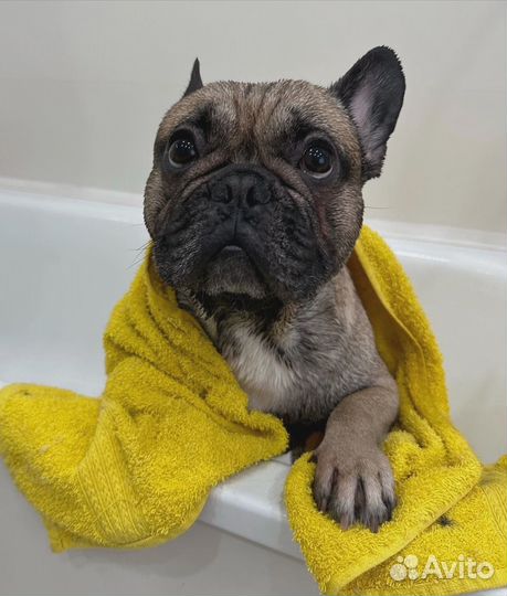 Груминг собак и кошек