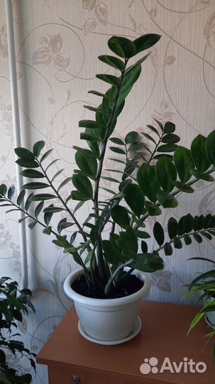 Замиокулькас