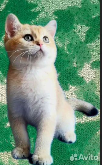 Шотландская