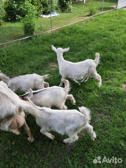 Козлята