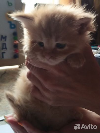 Котята от мейкуна и сибирской кошки. Девочки