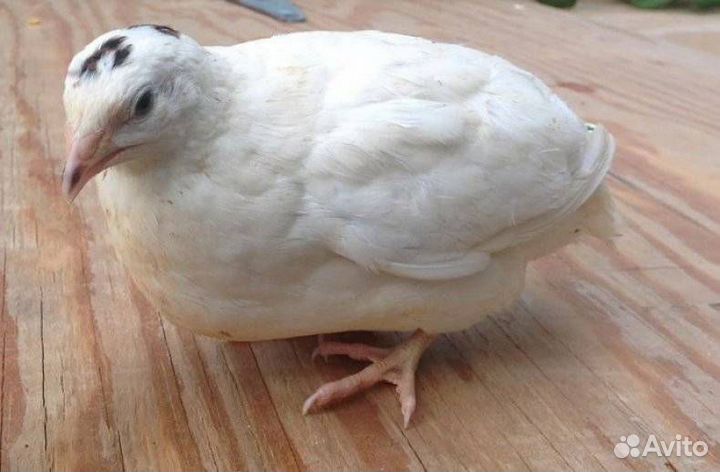 Бройлерные перепела