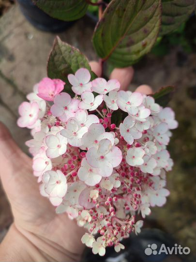 Гортензия Самарская лидия