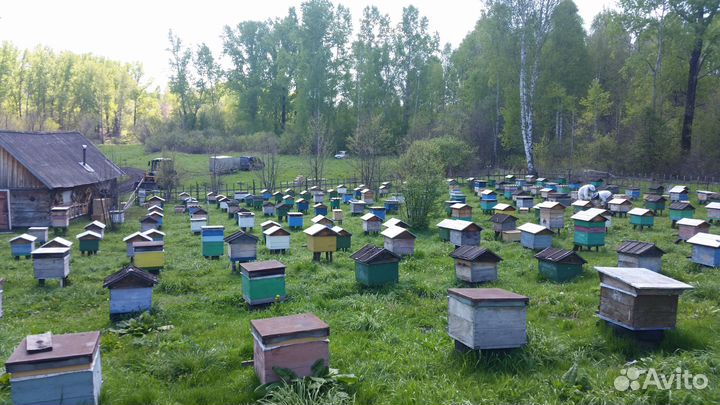 Пчелопакеты Среднерусские