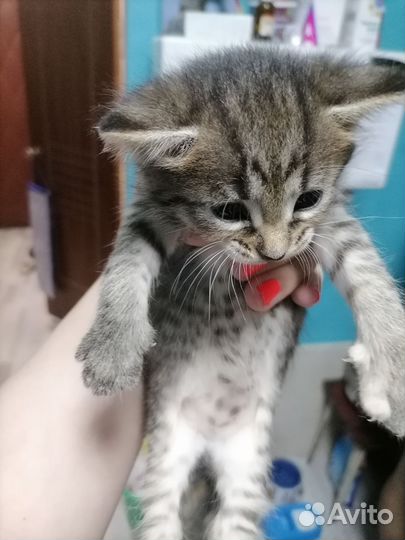 Котята мейн-кун метис