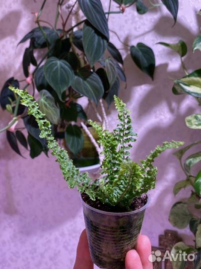 Пароротник