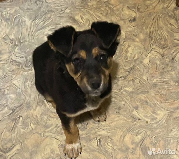 Щенок девочка метис в добрые руки