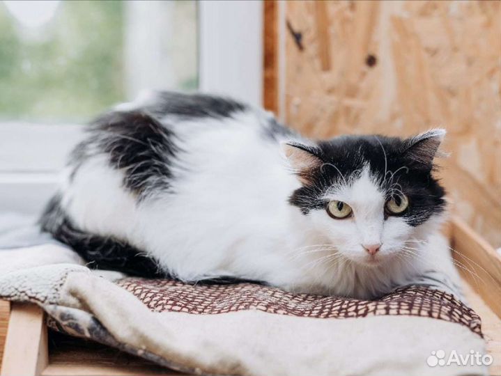 Пушинка Зося, кошка 2 года