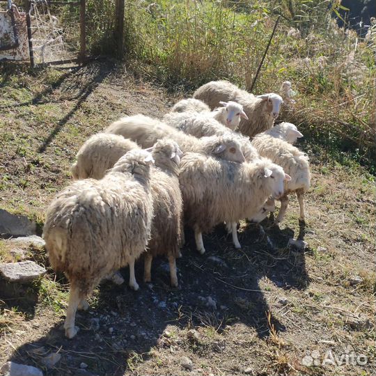 Овцы и ягнята