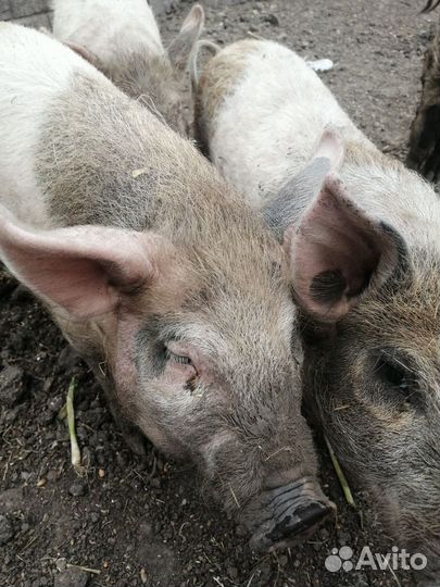 Поросята крупная белая