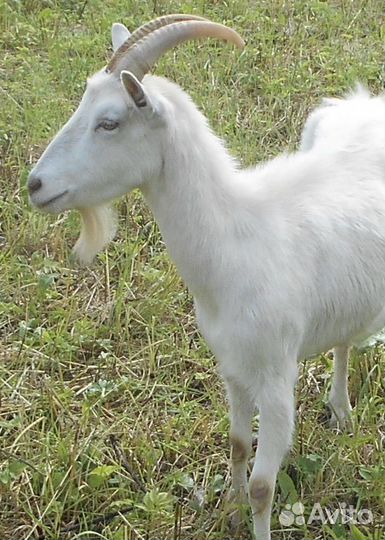 Козы и козлята