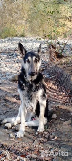 Отдам бесплатно