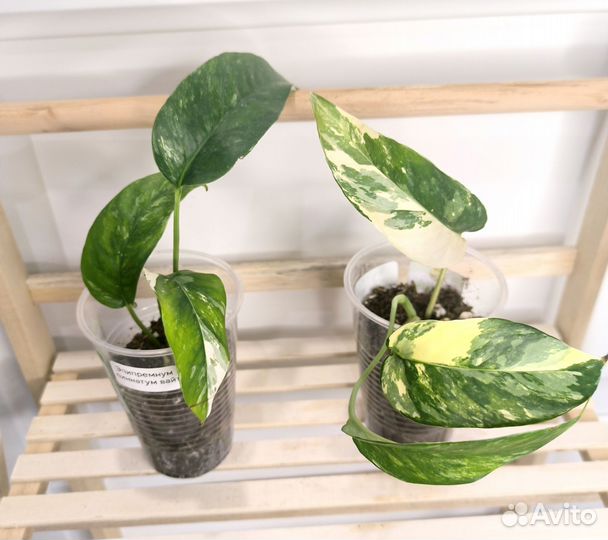 Ампельные растения