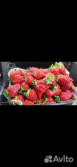 Клубника ранняя