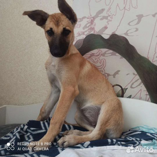 Ищет дом щенок(девочка)