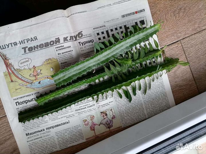 Молочай, отростки бесплатно