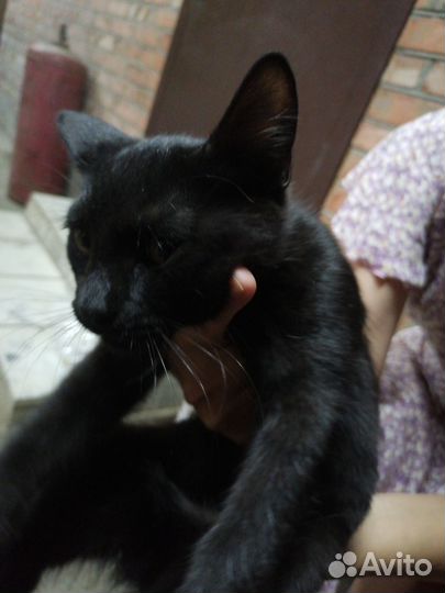 Черный котенок в добрые руки