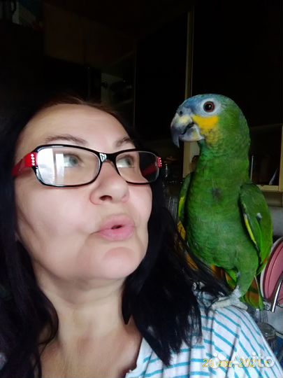 Попугай амазон