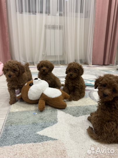 Той-пудель девочка