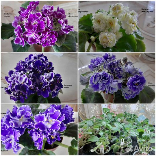 Продажа деток фиалок