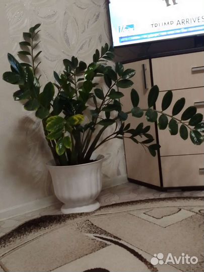 Замиокулькас