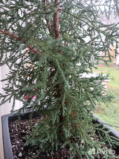 Кипарисовик