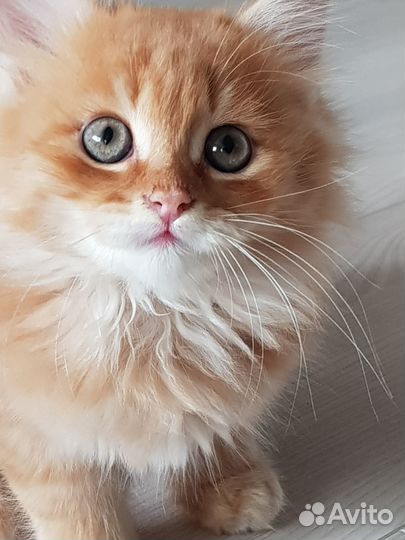 Котик 3 мес