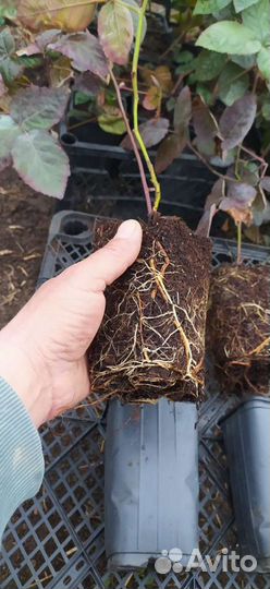 Саженцы бесшипной ежевики