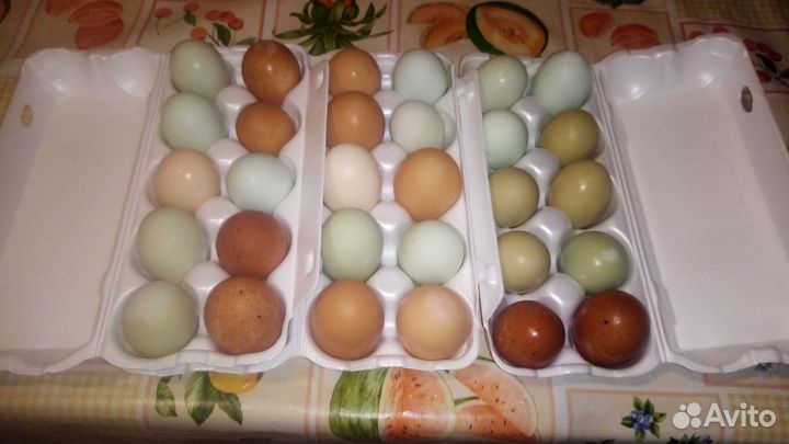 Яйцо куриное инкубационое