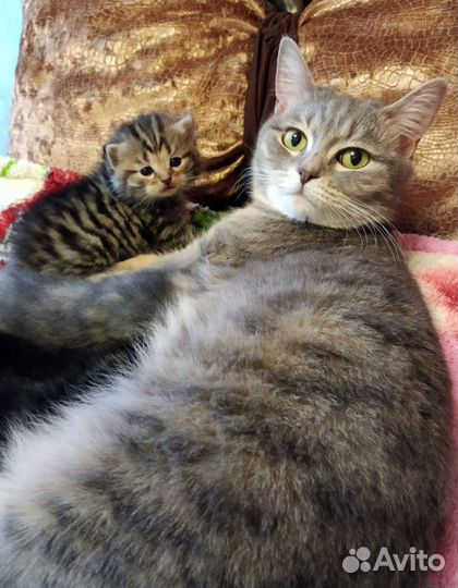 Кошки в добрые руки