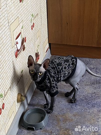 Кофта для кота