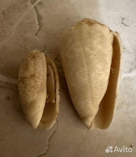 Ракушки экзотические