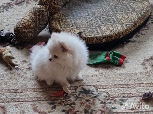 Щенки шпица