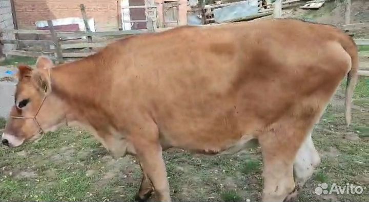 Джерсейская тёлка стельная 2 месяца