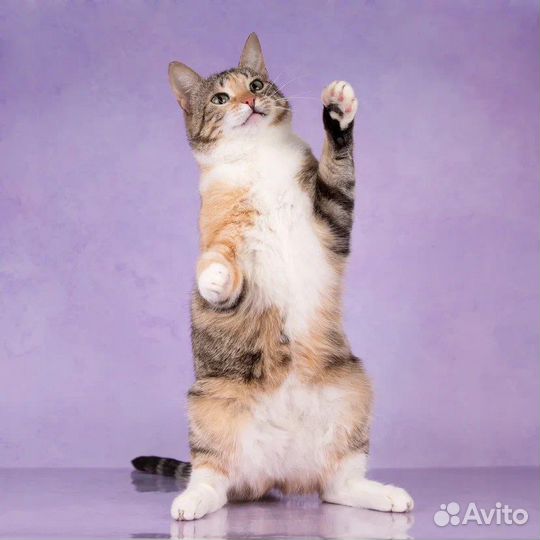 Кошка в добрые руки