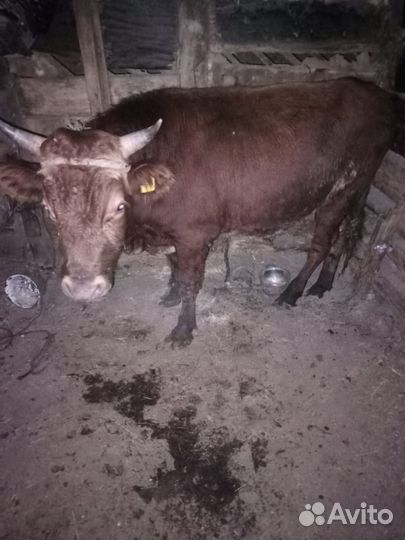 Продам быков