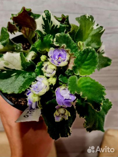 Сортовые фиалки