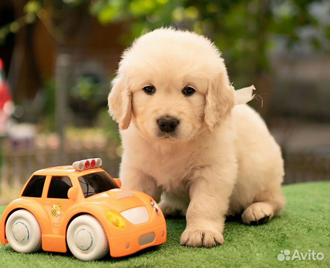 Алиментный щенок