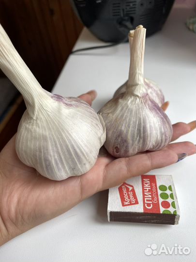 Чеснок