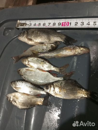 Живец для рыбалки