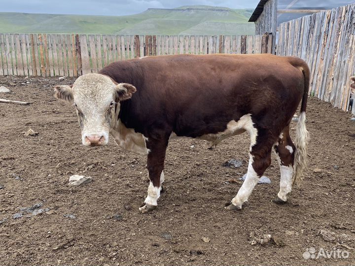 Бычки герефорды на племя