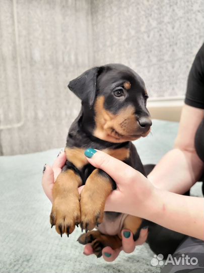 Цвергпинчер