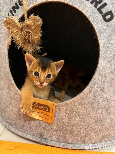 Аббисинский котёнок