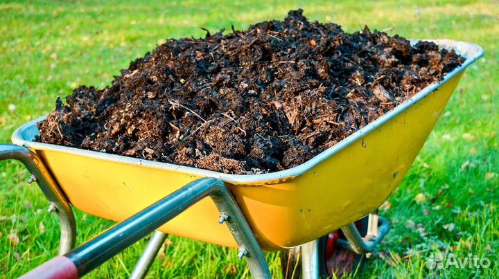 Перегной коровяк